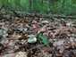 Varashátú galambgomba (Russula virescens), Budai-hegység